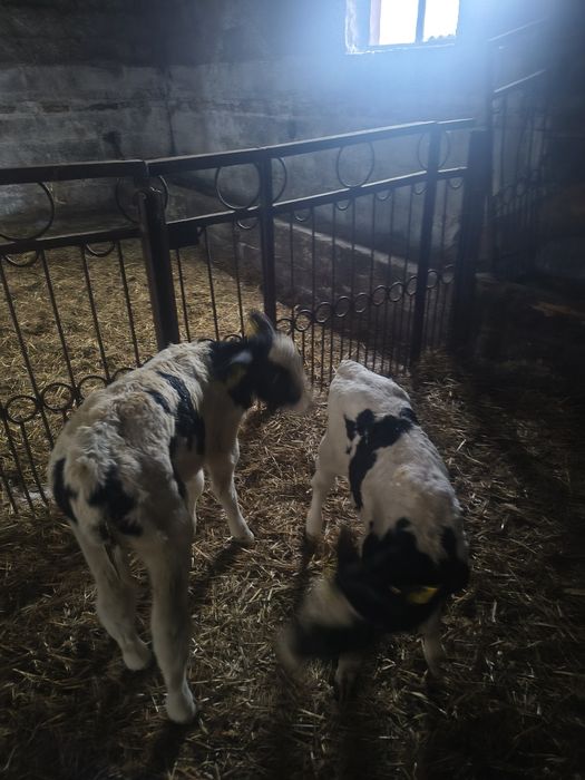 Cielaki jałoszki hf