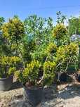 Bonsai CIS Taxus Bacata