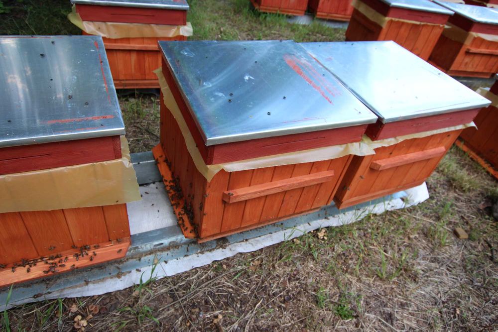 PRZEZIMOWANE ule wielkopolski miód pasieka rodziny odkłady pszczoły ul