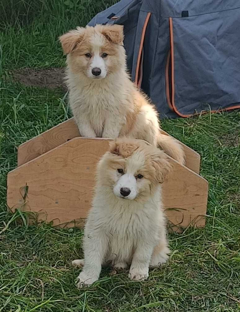Szczenię Border Collie