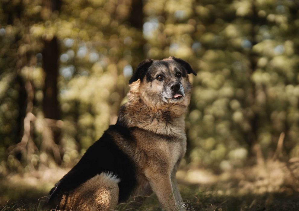 Hagi – wierny i rodzinny pies, który odda serce za dom