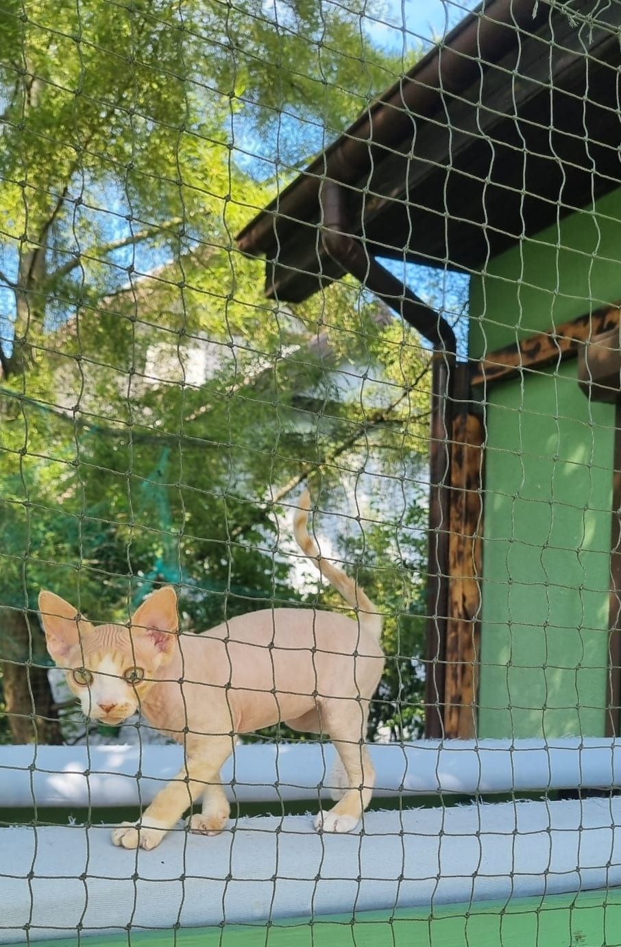 Gambit kocurek Devon Rex