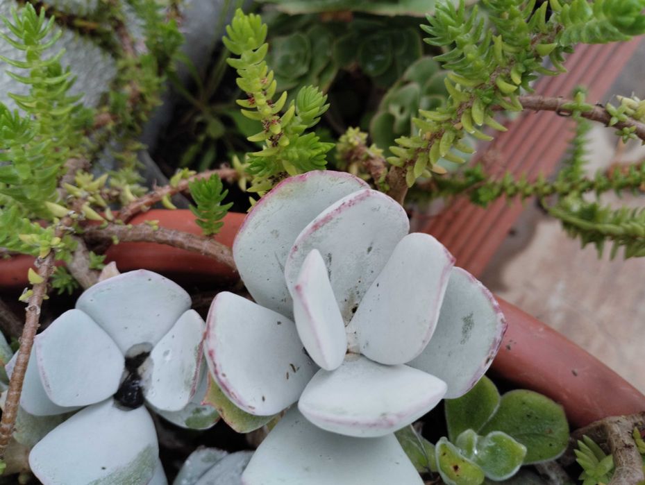 Lindas Suculentas a 1€