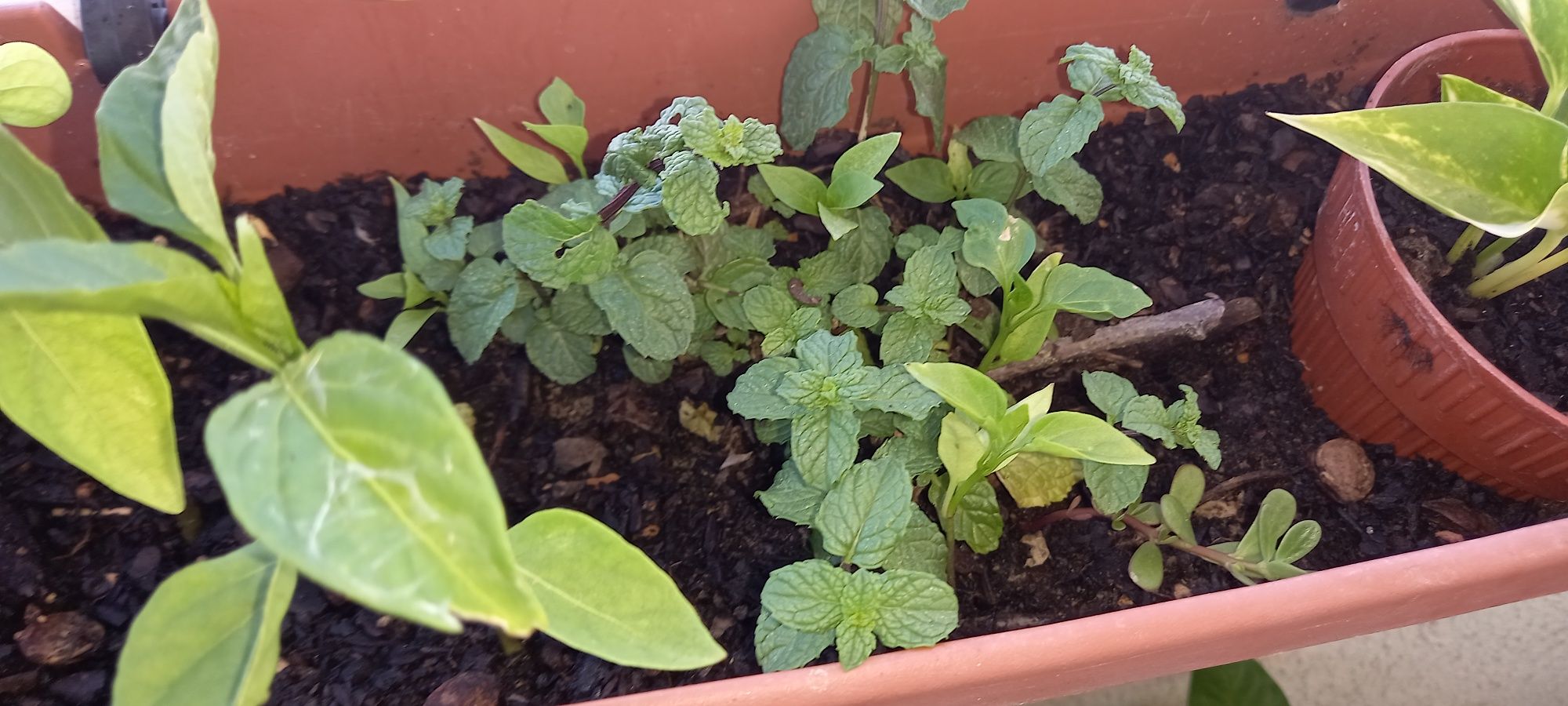 Plantas naturais interior e exterior