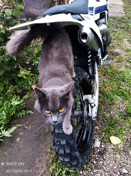 Kovi 250 2t 2019 рік