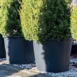 Vasos grandes para árvores e plantas de grande porte (novos)