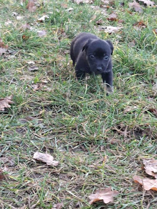 Oddam pieski w dobre ręce :)