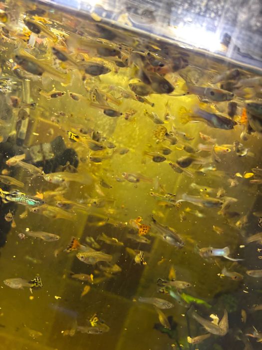 Продам рибок Гуппі