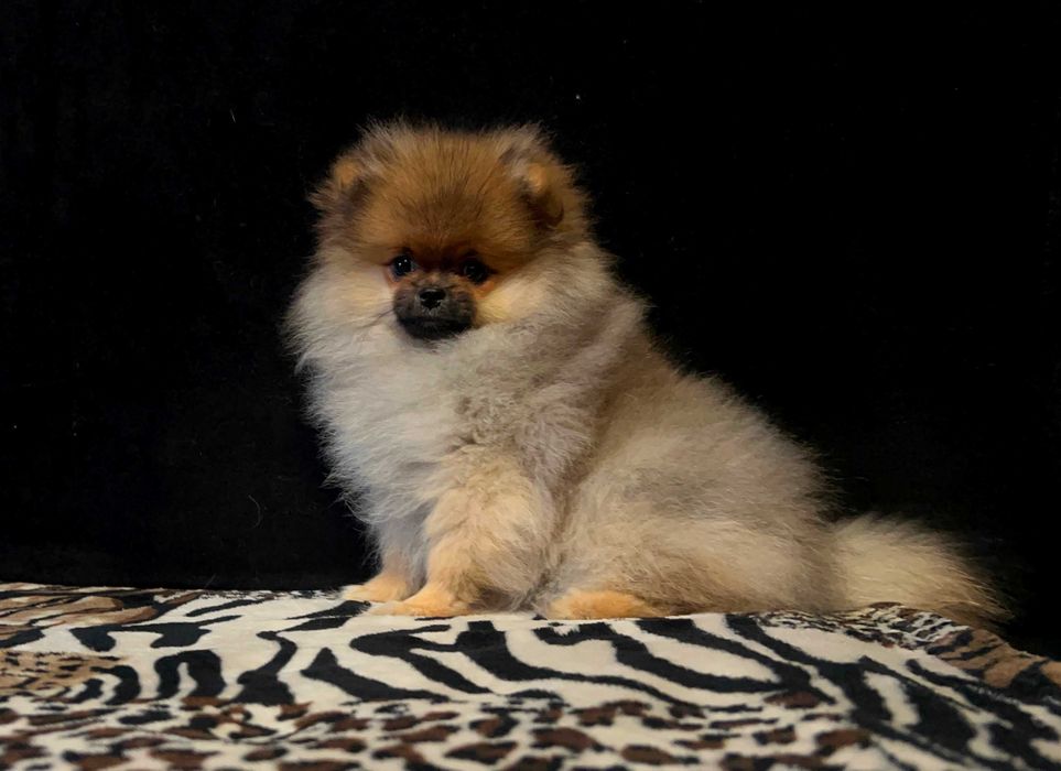 Szpic miniaturowy, Pomeranian - REZERWACJA