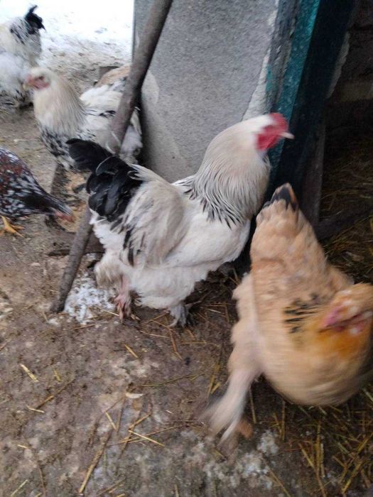 Продам півні породи Брама