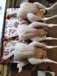 Продам мясо домашнего индюка