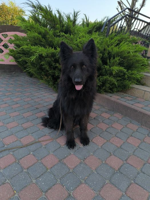 Długowłosy Pies-Uprawnienia Hodowlane!!