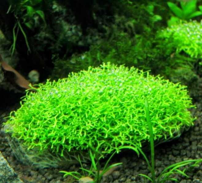 Plantas de aquario fácil manutenção