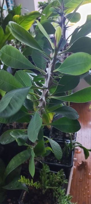 Korona cierniowa wilczomlecz lsniacy sadzonka