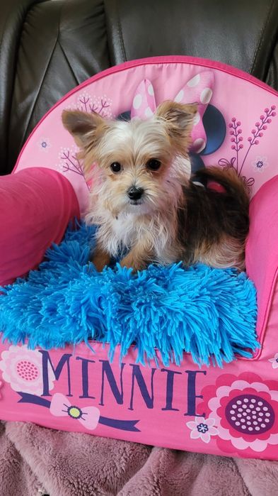 York maleńki piesek z wyprawką