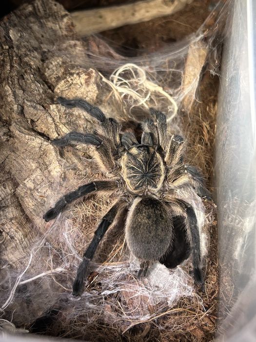 Harpactira pulchripes ok. 5-5,5DC. SAMICA