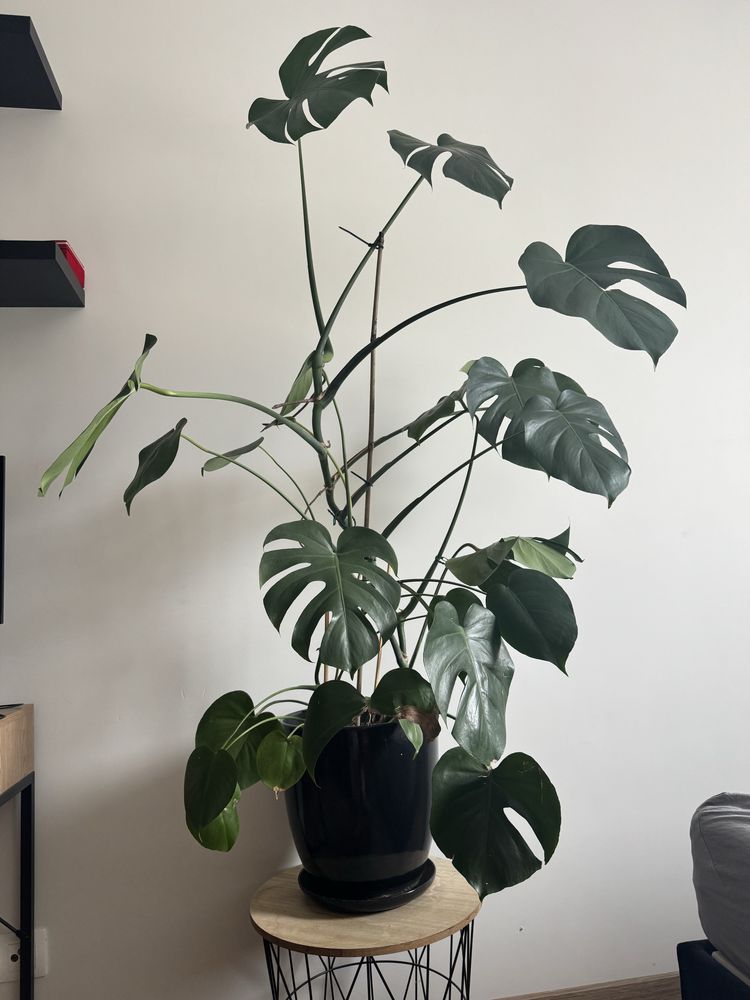 Monstera wysoka