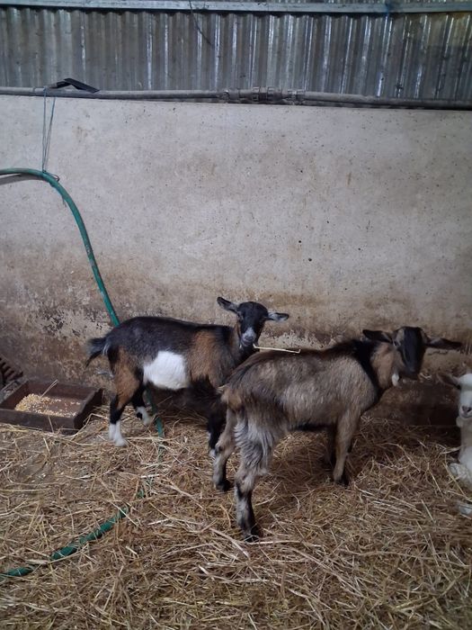 Casal de cabras raça grande nova