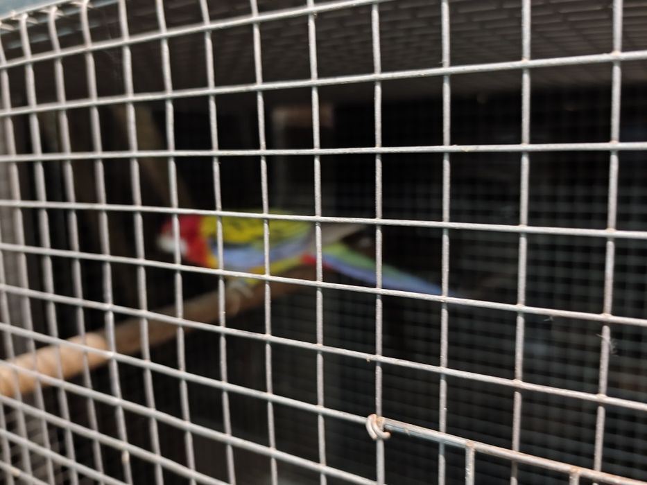 Rosela macho unicolor