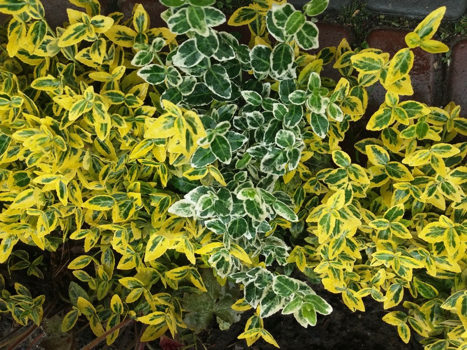 Хоста гейхера бересклет гортензії очиток астильба брунера лапчатка