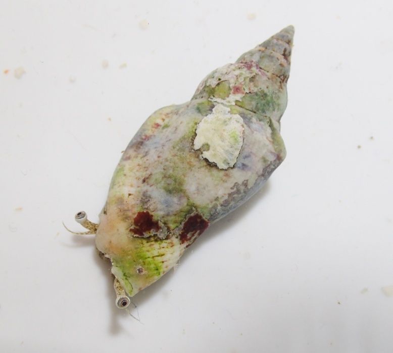Ślimak Strombus dentatus - akwarium morskie