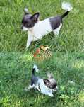 Dziewczynka chihuahua gotowa do odbioru