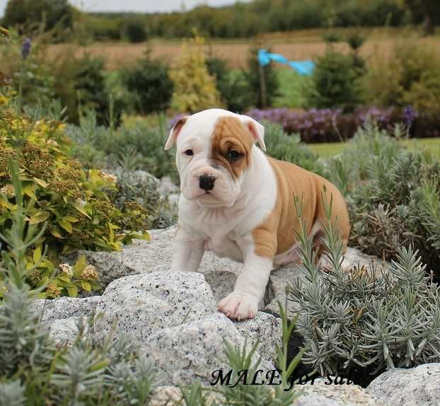 Amstaff szczeniaki