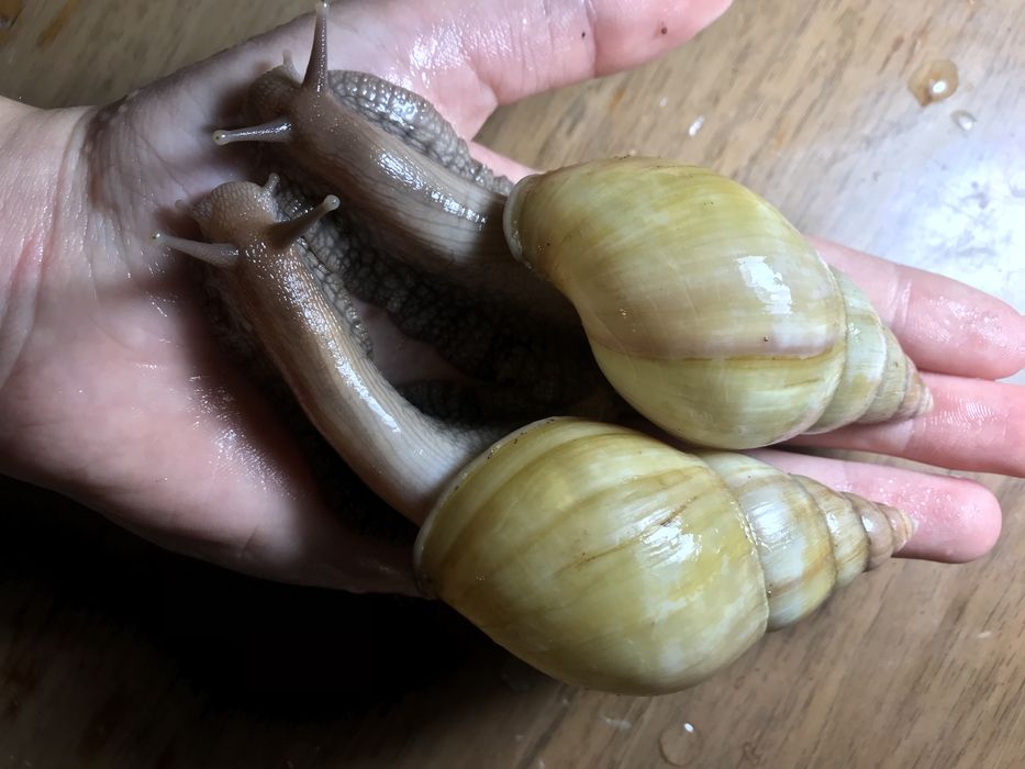 Ахатина родацыя стандарт