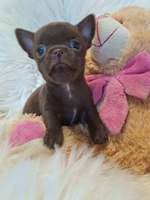 **SALLY**sunia chihuahua malutka choco zarezerwowana