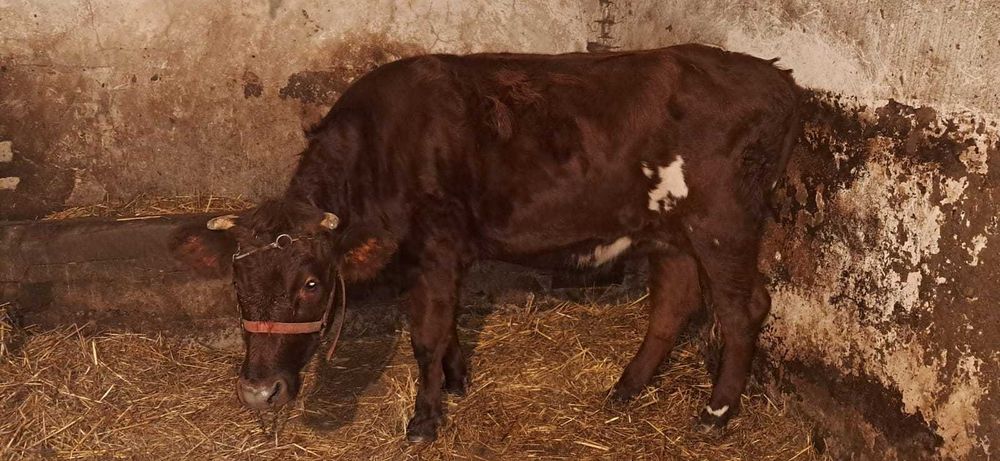 jałówka rasy Jersey