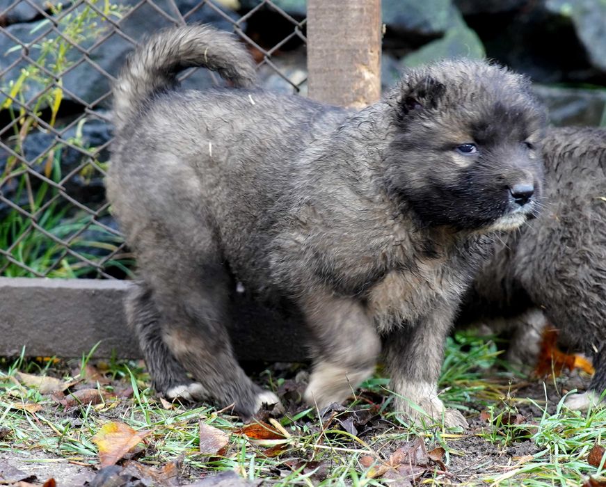 Цуценята кавказьких вівчарок