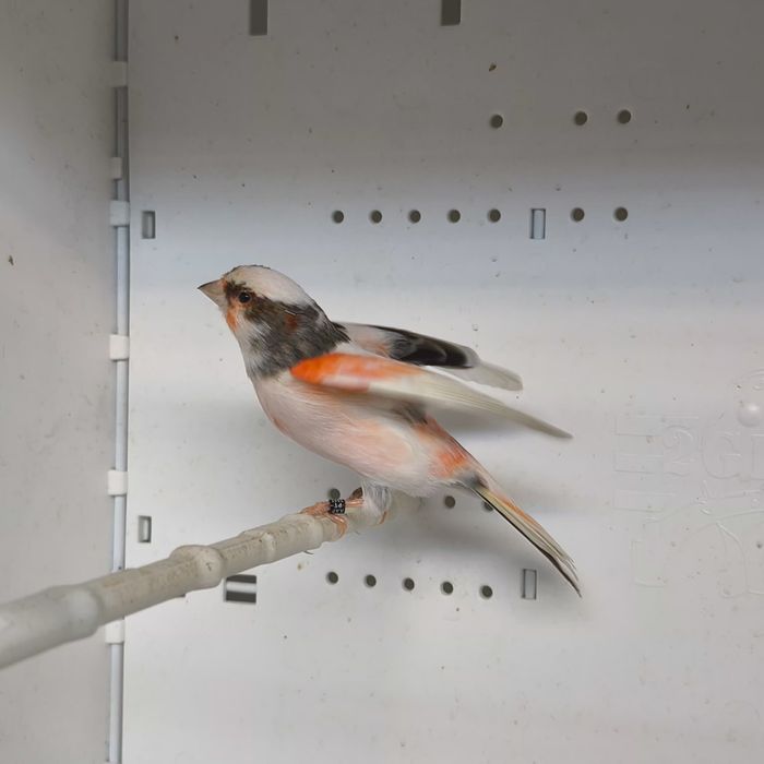 Arleiquem português