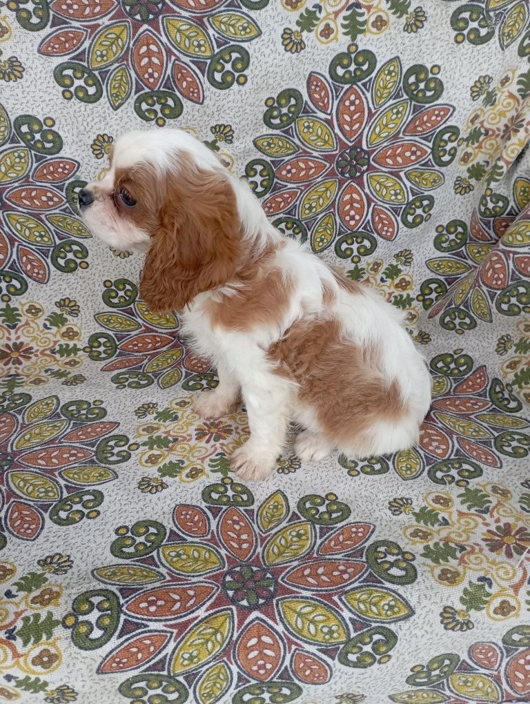 Cavalier King Charles