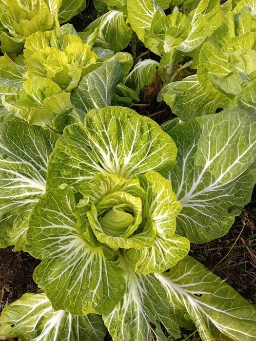 Vendo Couve Penca, Grelos e Nabos – 1,50€