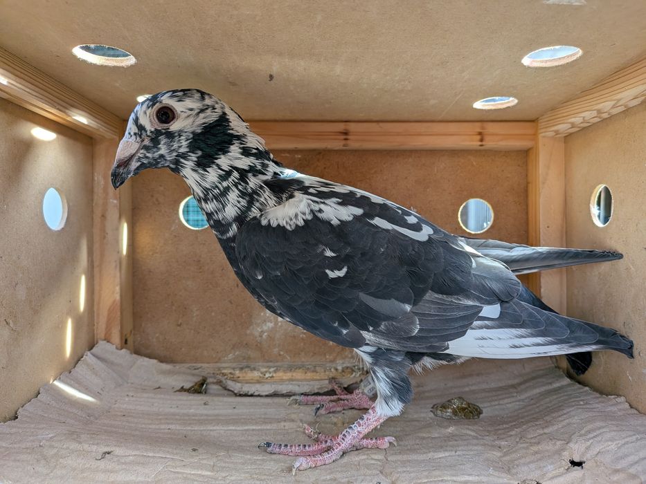 Gołębie pocztowe Tygrysy