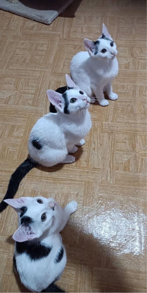 Kocurki do adopcii