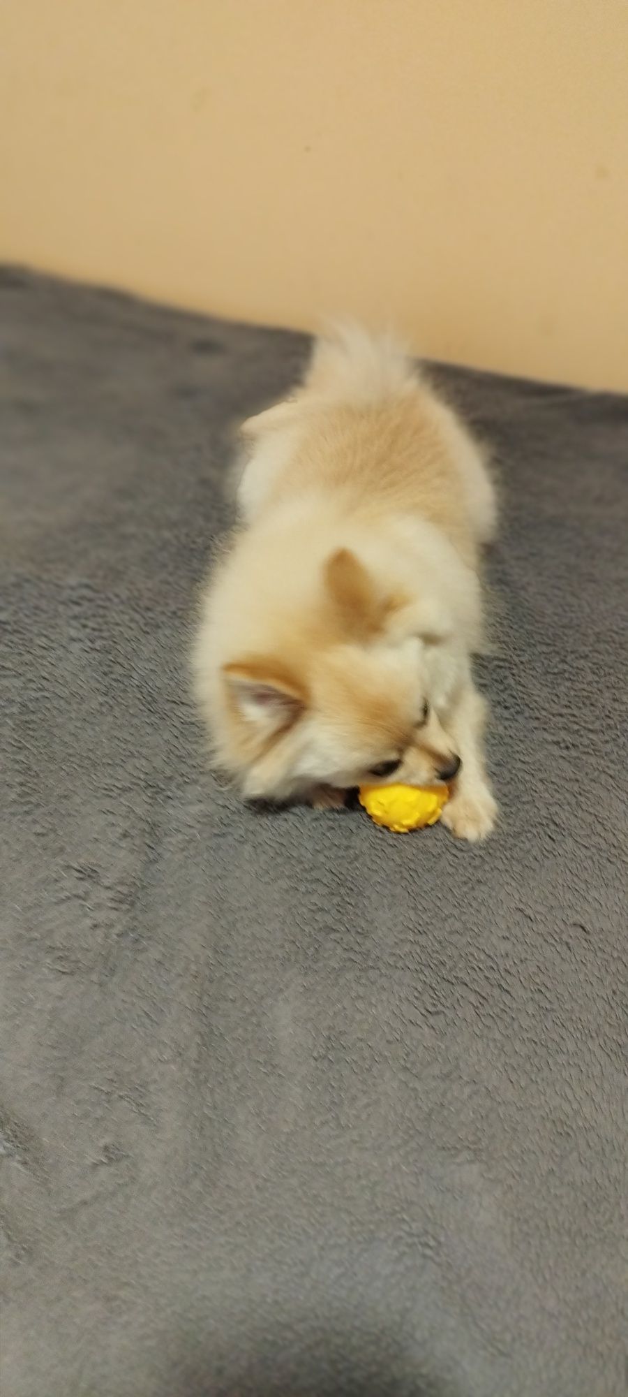 Szpic miniaturowy pomeranian chłopiec samiec