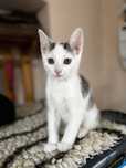 Słodki kocurek do adopcji