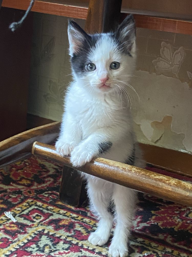 Кошенята шукають родину