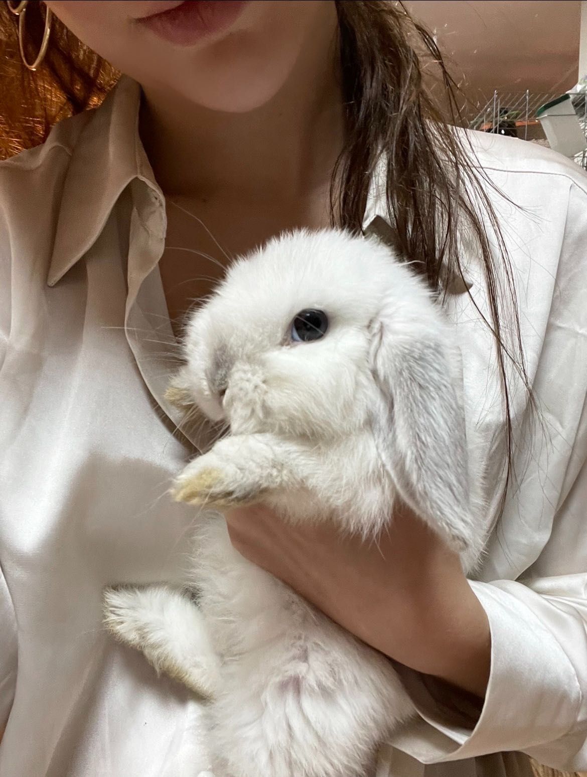 Królik mini lop baranek miniaturka