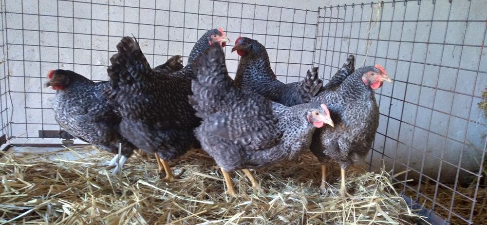 Kury Rosa Młode 23 tygodni różne kolory- Wysylka