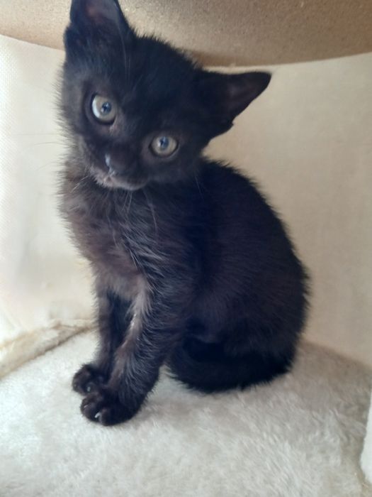 Gatinha para adopção