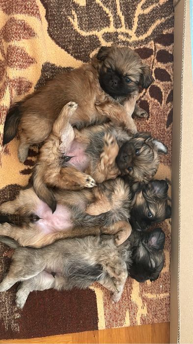 2 pieski i 1 suczka szukają domu - pekińczyki