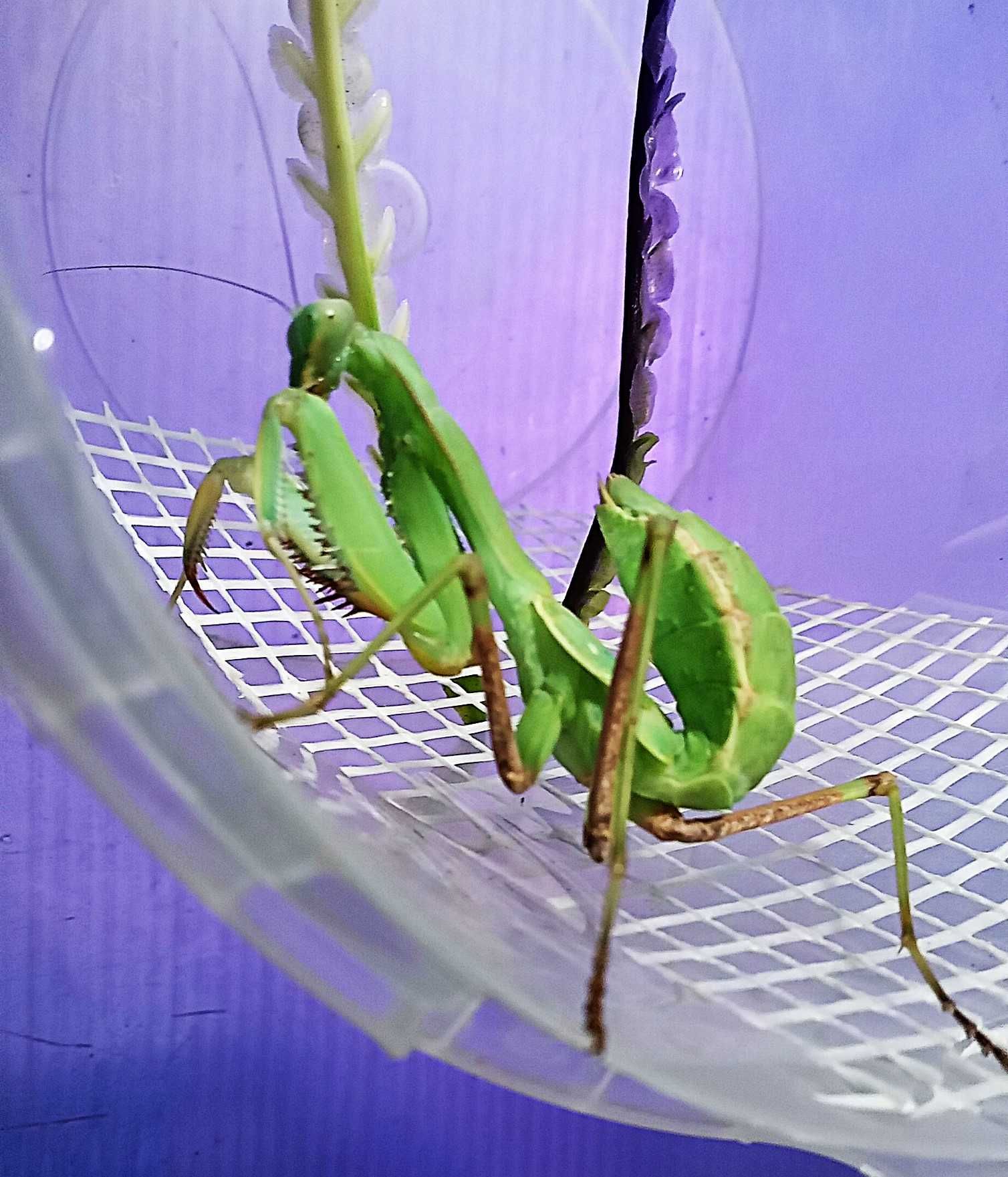 Modliszka egipska S.viridis subimago