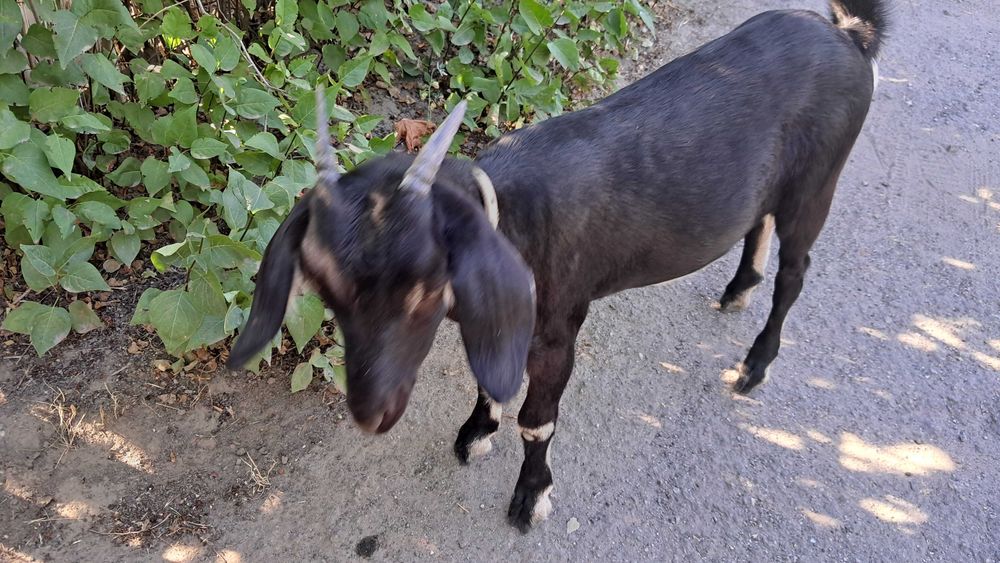 Козочка козеня дівчинка папа нубиец, мама высокодойная чешская бурая
