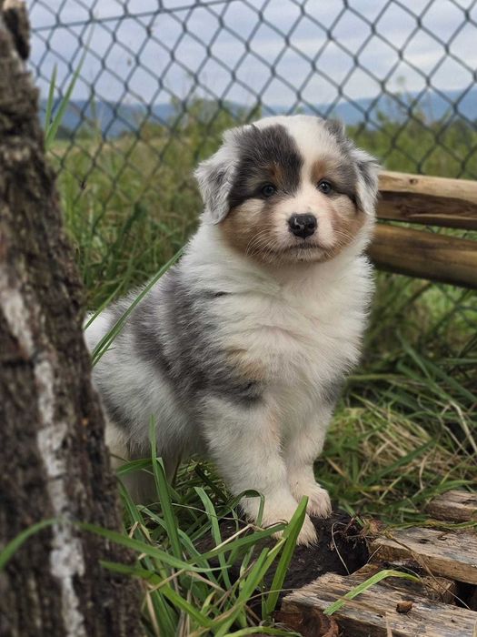 Owczarek australijski FCI blue merle krótki ogon