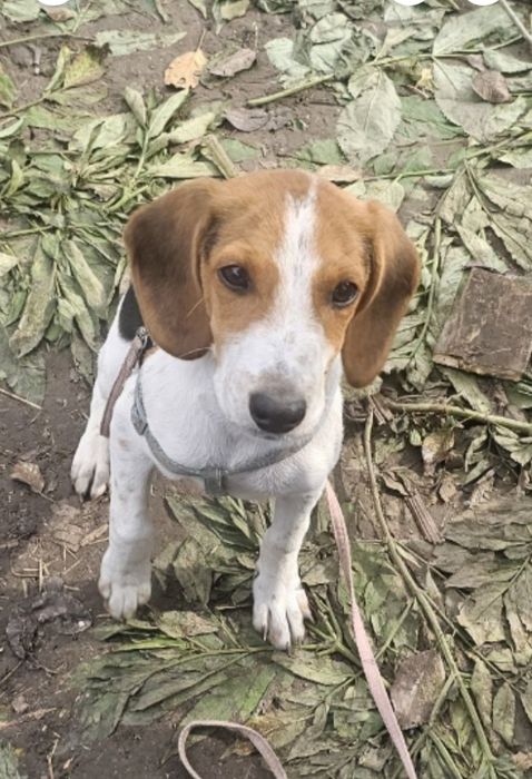 Щенок естонская гончая цуценя