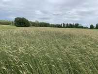 Żyto Dańkowskie Granat po centrali
