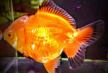 19cm samica welonka welonki oranda goldfish welon