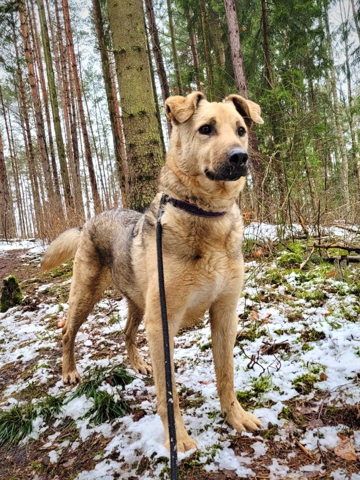 Bystry, grzeczny Brutus czeka na dom